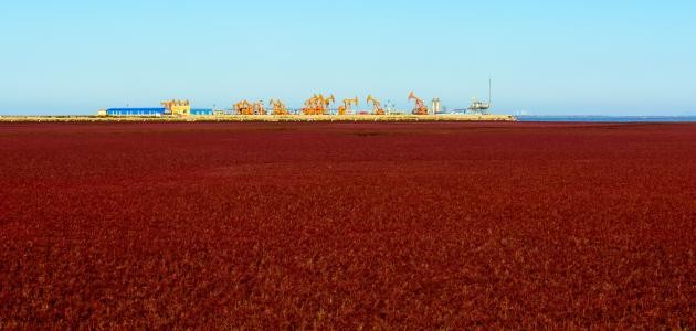 الشاطئ الأحمر في الصين