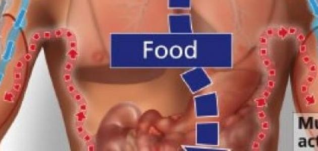 ما هي عملية الأيض