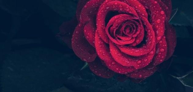 ابيات شعريه غزليه