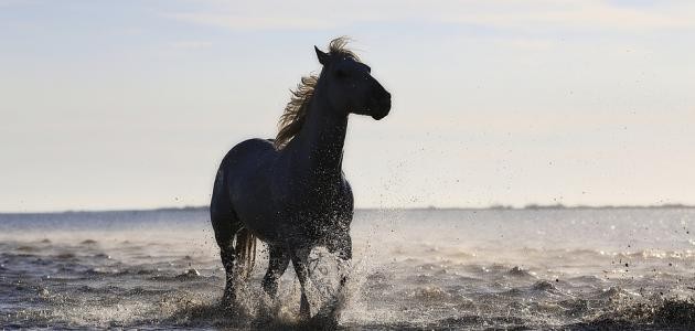 لماذا تركت الحصان وحيداً