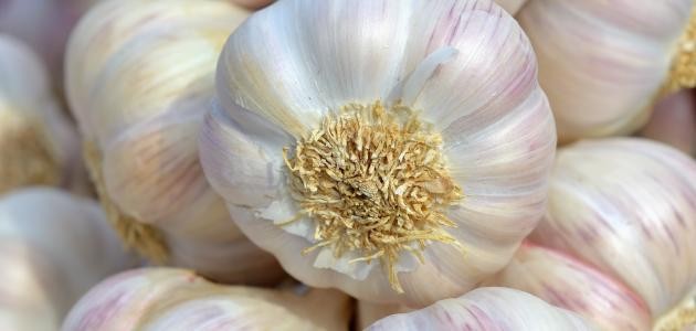 الثوم لتكثيف الشعر الثوم لتكثيف الشعر