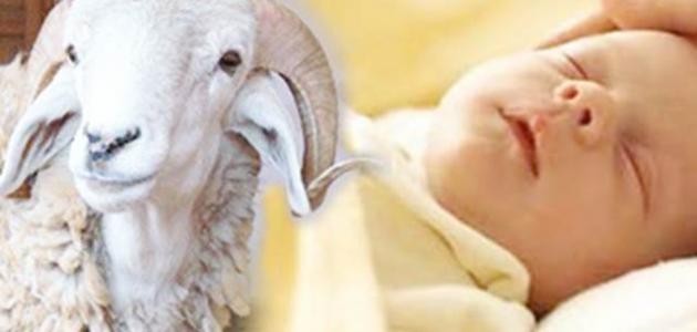 ما هي شروط العقيقة