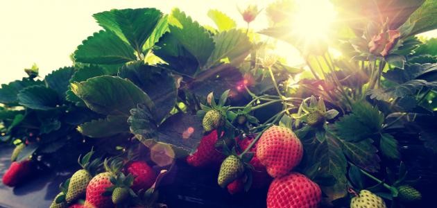 كيفية زراعة الفراولة
