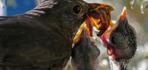 آيات لجلب الرزق