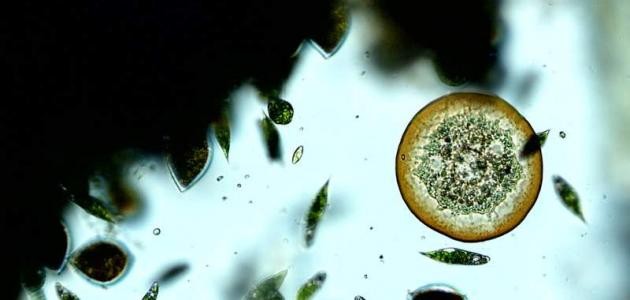 تصنيف الكائنات الحية