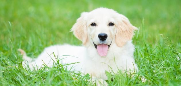 تربية الكلاب في الإسلام