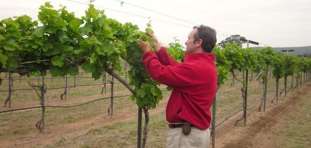 تقليم العنب