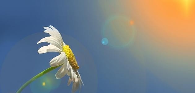 يارب حقق امنيتي