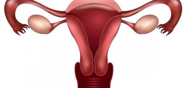 ما هو ضعف التبويض