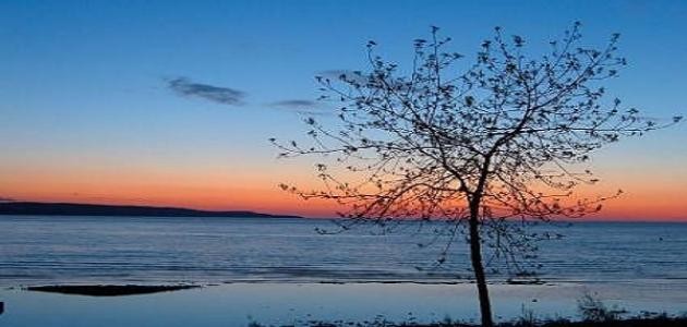 ابيات عن الشوق