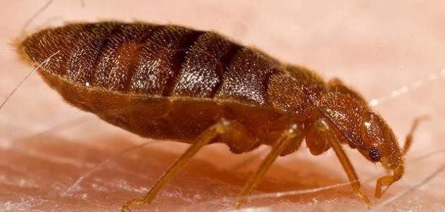 طريقة القضاء على البق نهائياً