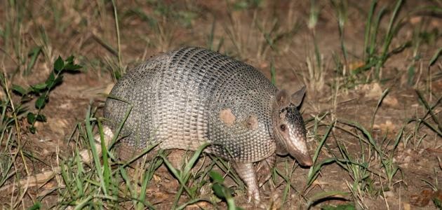 حيوان الأرماديللو