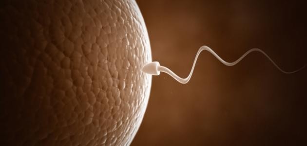 ما هي أعراض تخصيب البويضة