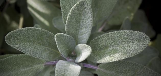 فوائد عشبة الميرمية فوائد عشبة الميرمية