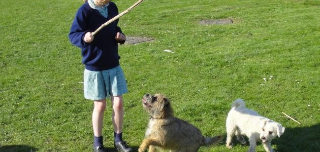 كيفية تدريب الكلاب الصغيرة