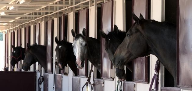 كيفية تربية الخيل