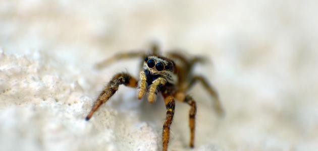 تفسير العنكبوت في الحلم