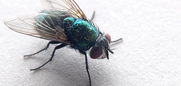 كيف تتخلص من الذباب نهائياً