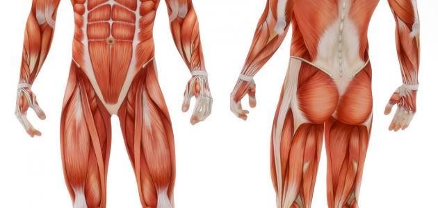 ما هي أجهزة جسم الإنسان