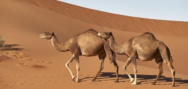 تكيف الكائنات الحية مع البيئة