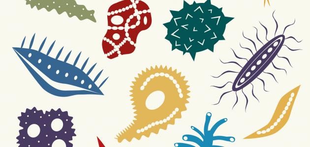 بحث عن تصنيف الكائنات الحية