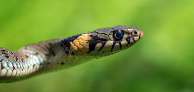 تفسير حلم الثعبان