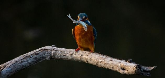 أحاديث عن الرزق