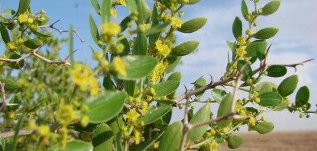 ما هي سدرة المنتهى وأين تقع