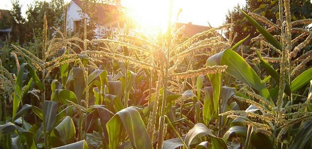 كيفية زراعة الذرة