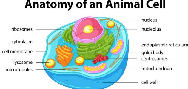 تركيب الخلية الحيوانية
