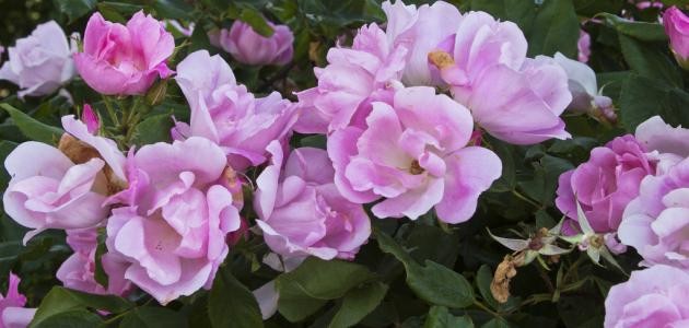 كيف أحافظ على الورد الطبيعي لمدة طويلة