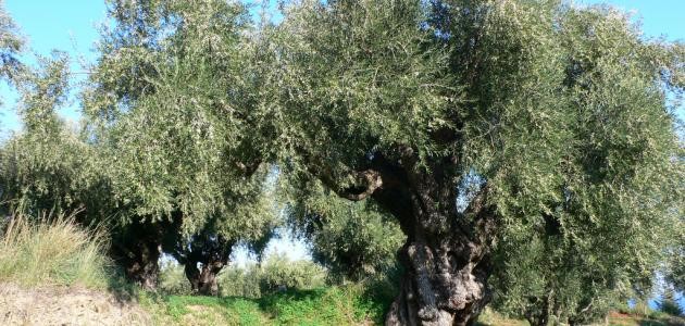 بحث عن شجرة الزيتون