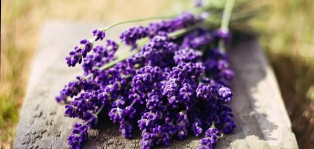 فوائد عشبة الخزامى