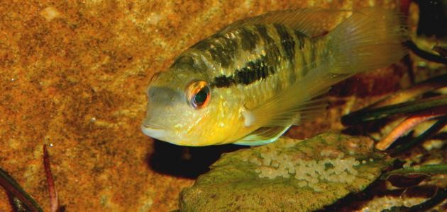 كيفية تكاثر الأسماك