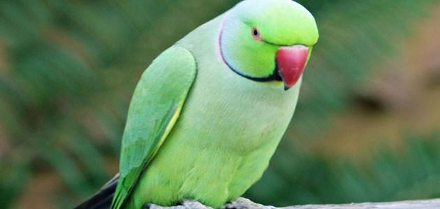 كيف أربي ببغاء الدرة