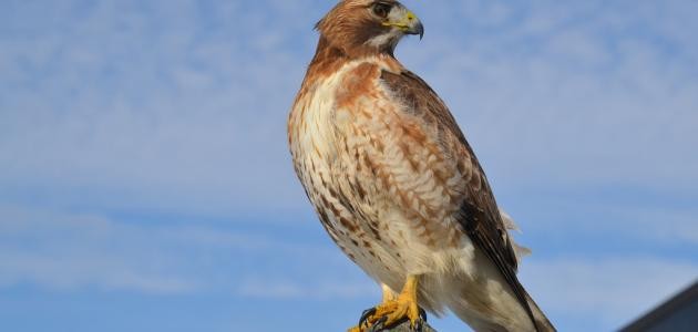 كيفية تربية الصقور