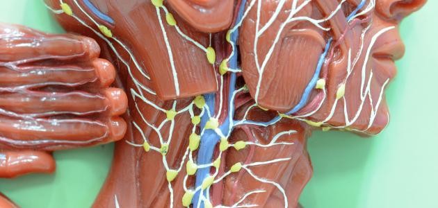 ما هو الجهاز اللمفاوي