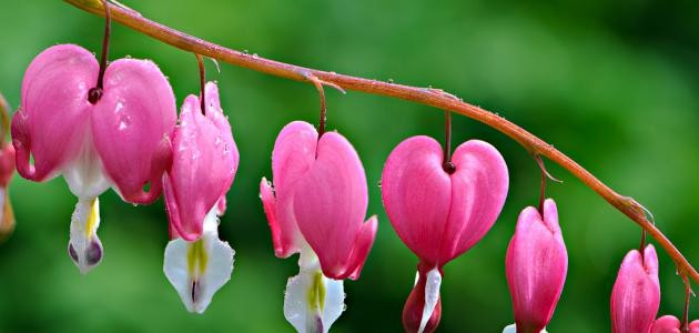 أجمل أنواع الزهور الطبيعية