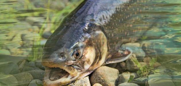 ما هو سمك السلمون