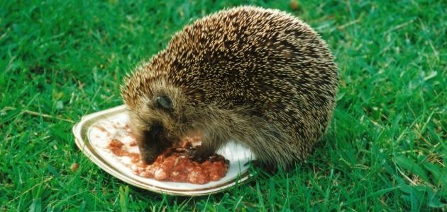 ما هو غذاء القنفذ