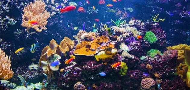 الحياة في أعماق البحار