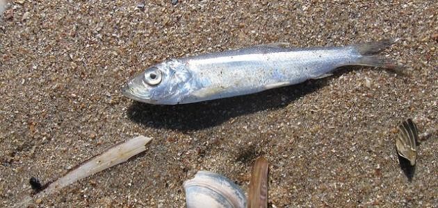 حرم الله أكل الميتة، وأحل ميتتان، ما هما