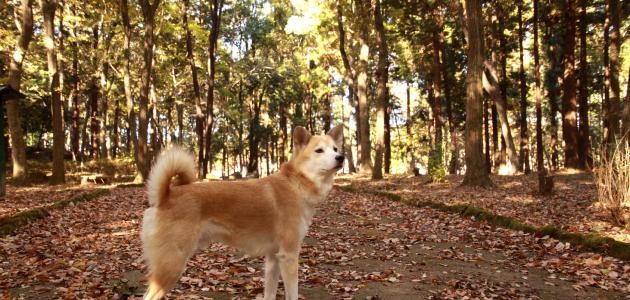 أجمل أنواع الكلاب في العالم