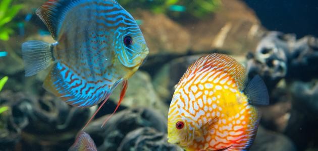 كيف تتنفس الأسماك تحت الماء