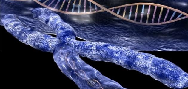 ما طريقة تكاثر الخلية