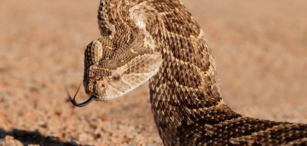 أكبر ثعبان بالعالم