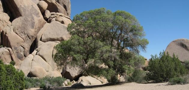 ما هي شجرة البلوط