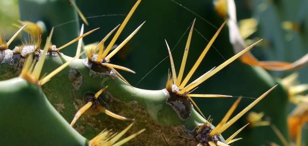 حديث شريف عن الصبر