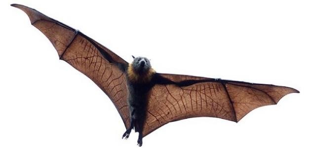 ما هو الخفاش