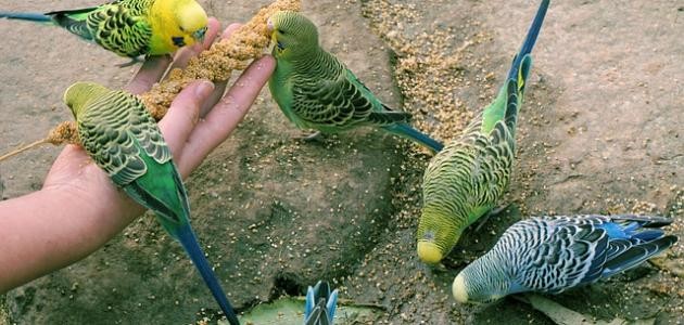 تربية طيور الزينة